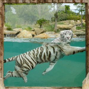 LE BAIN DES TIGRES